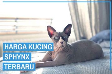 Detail Kucing Sphynx Kitten Nomer 39