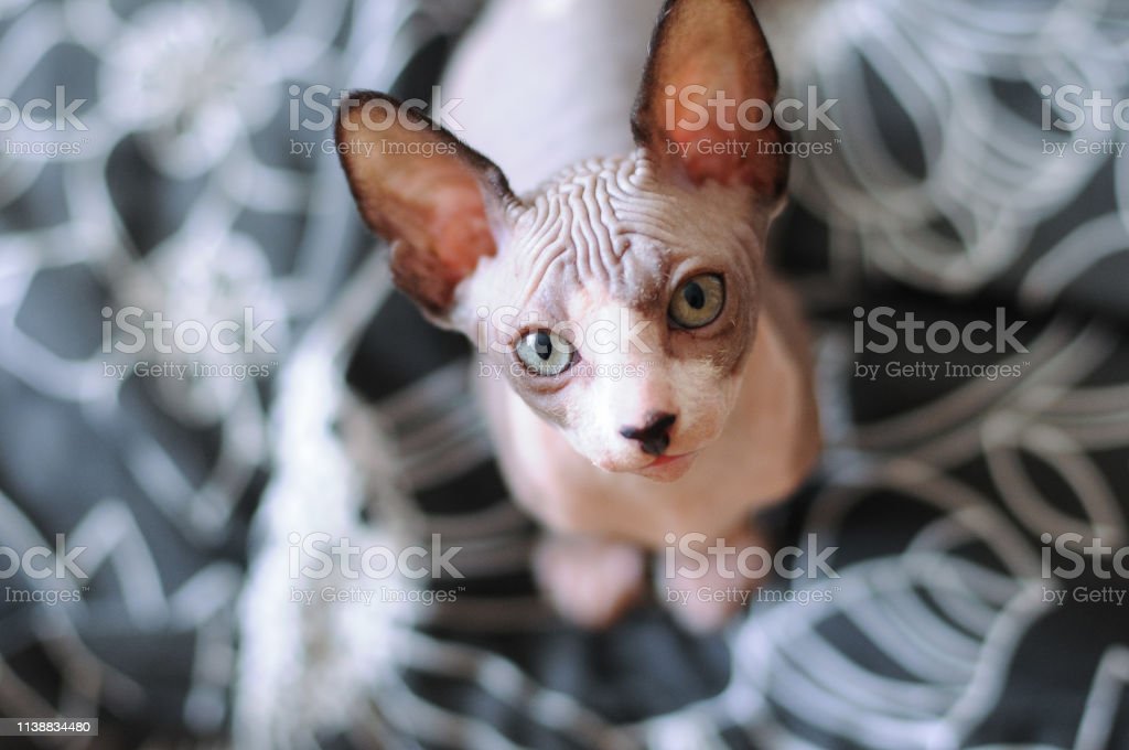 Detail Kucing Sphynx Kitten Nomer 40