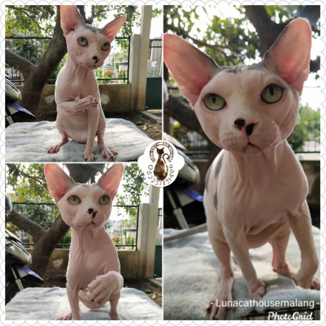 Detail Kucing Sphynx Kitten Nomer 42