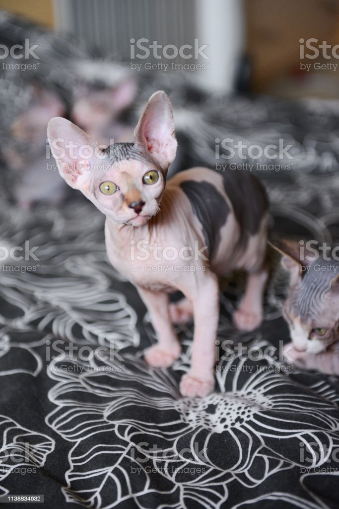 Detail Kucing Sphynx Kitten Nomer 44