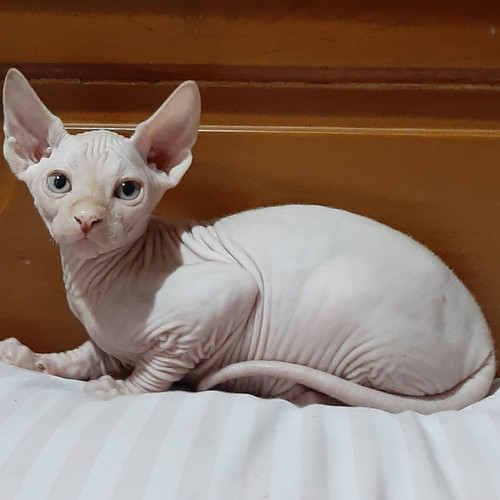 Detail Kucing Sphynx Kitten Nomer 47