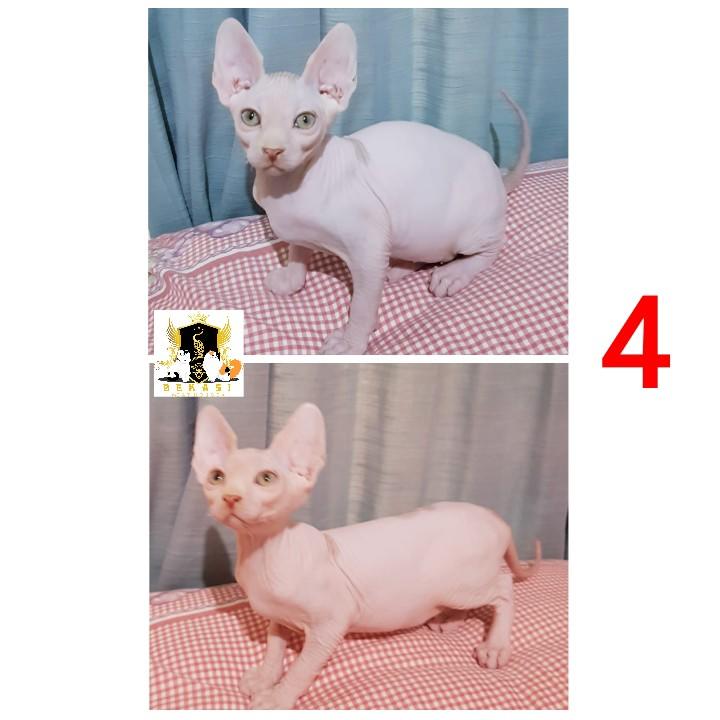 Detail Kucing Sphynx Kitten Nomer 50