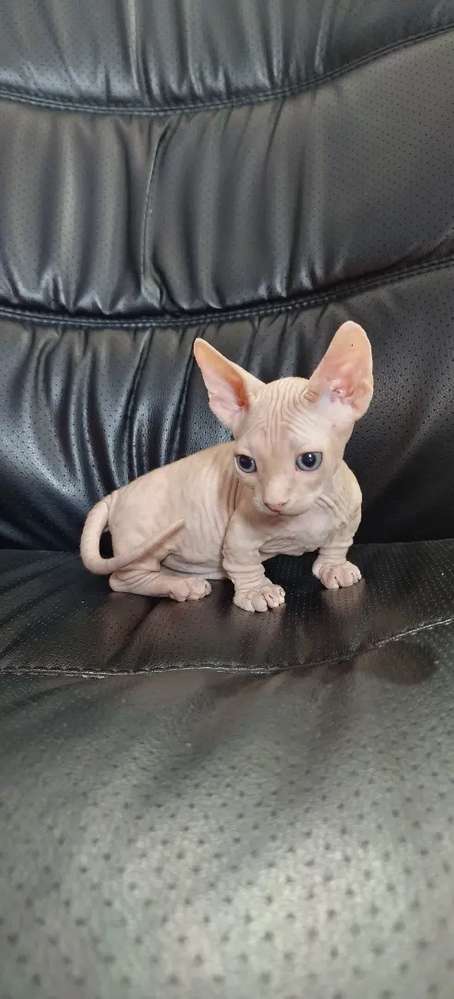 Detail Kucing Sphynx Kitten Nomer 52