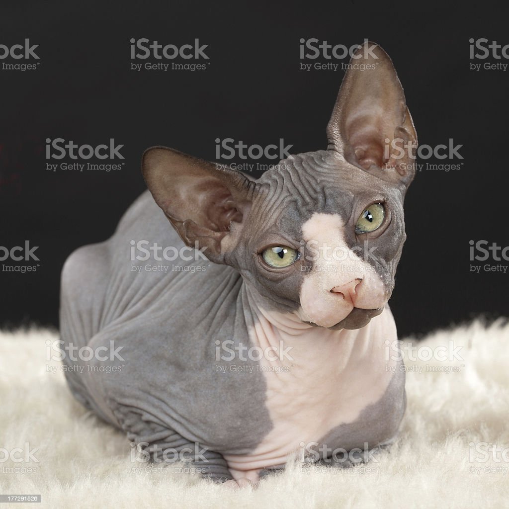 Detail Kucing Sphynx Kitten Nomer 6