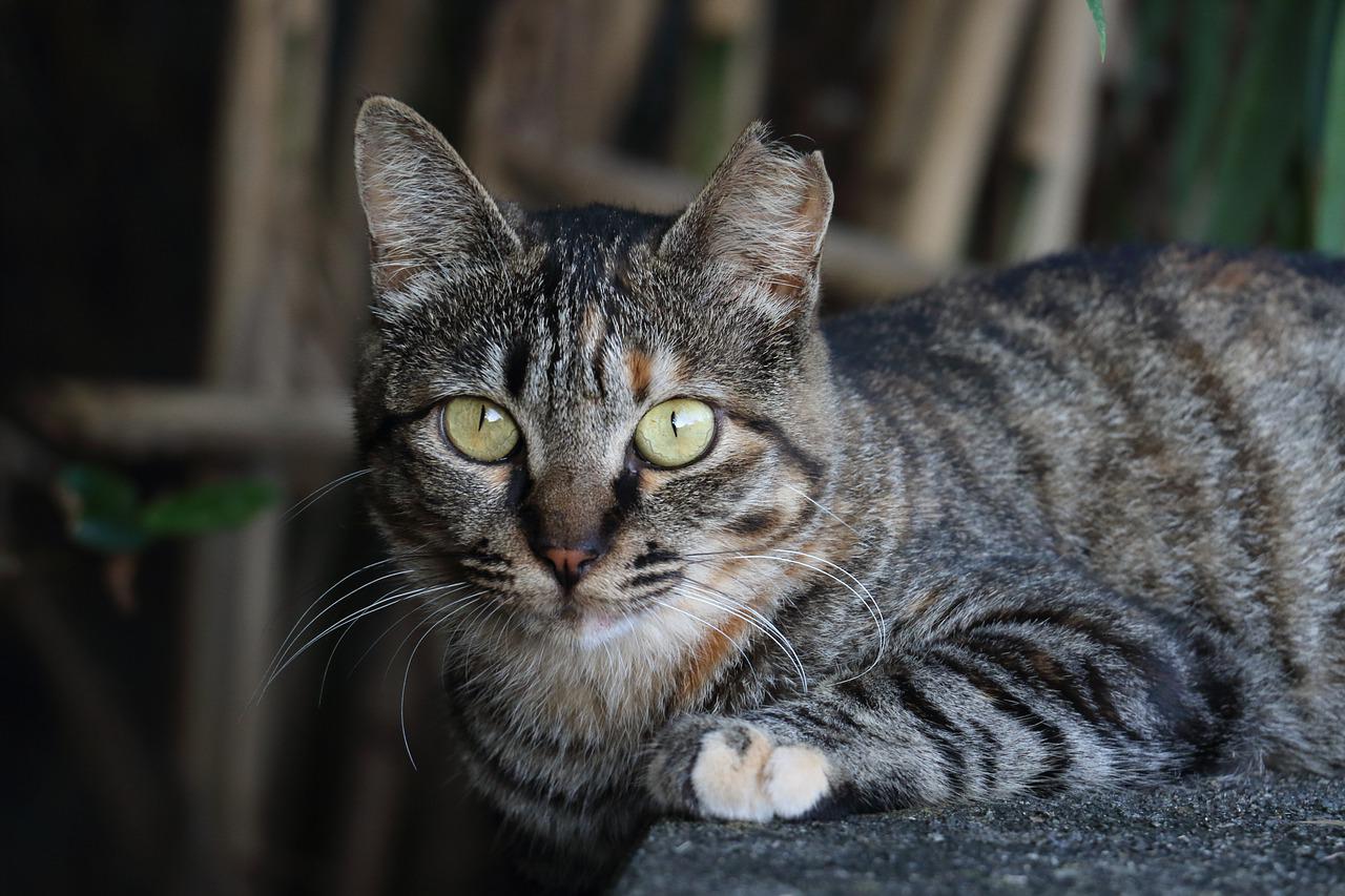 Detail Kucing Tabby Abu Abu Nomer 38