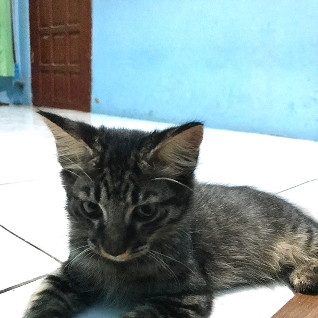 Detail Kucing Tabby Hitam Nomer 3