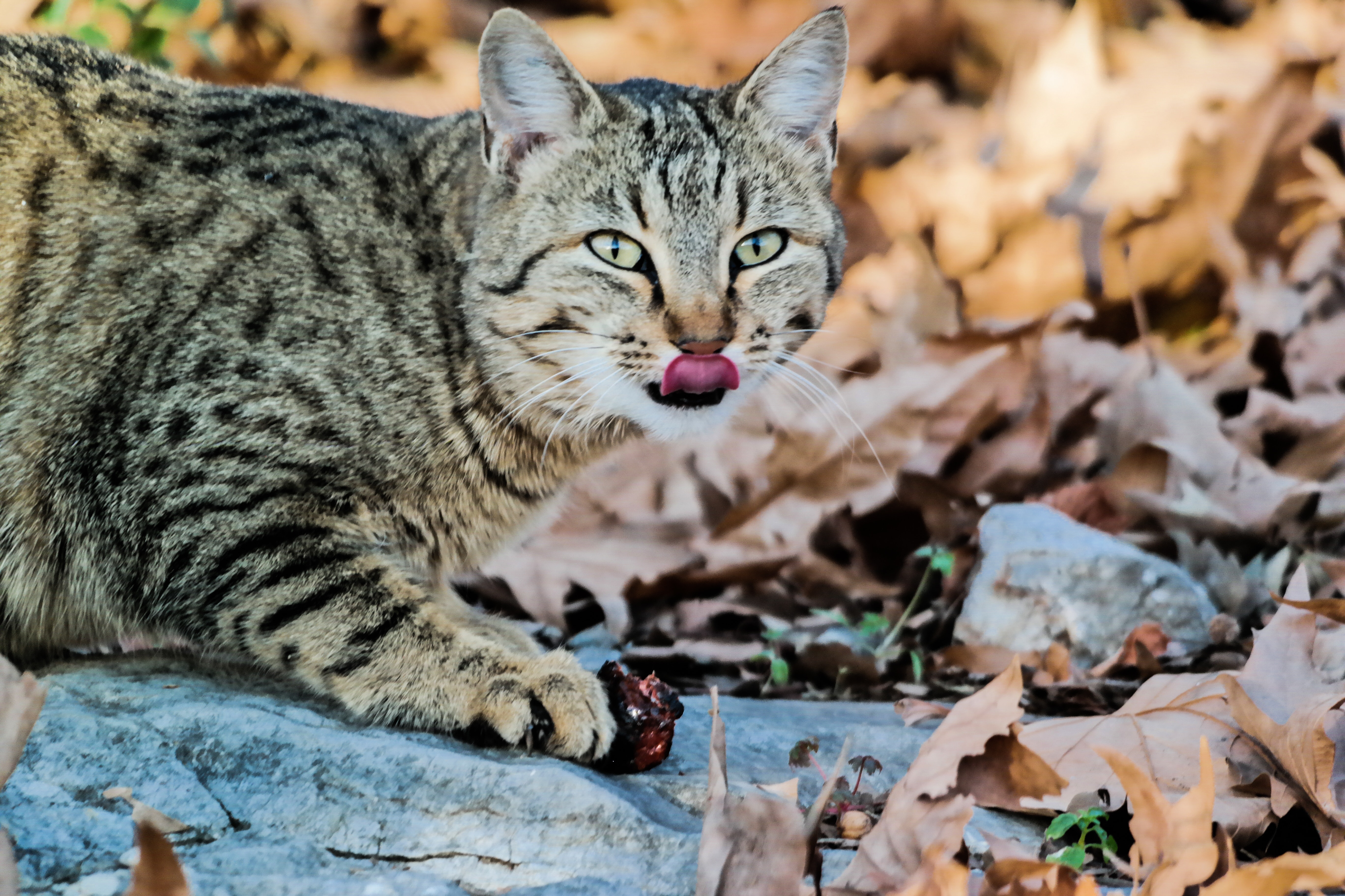 Detail Kucing Tabby Hitam Nomer 41