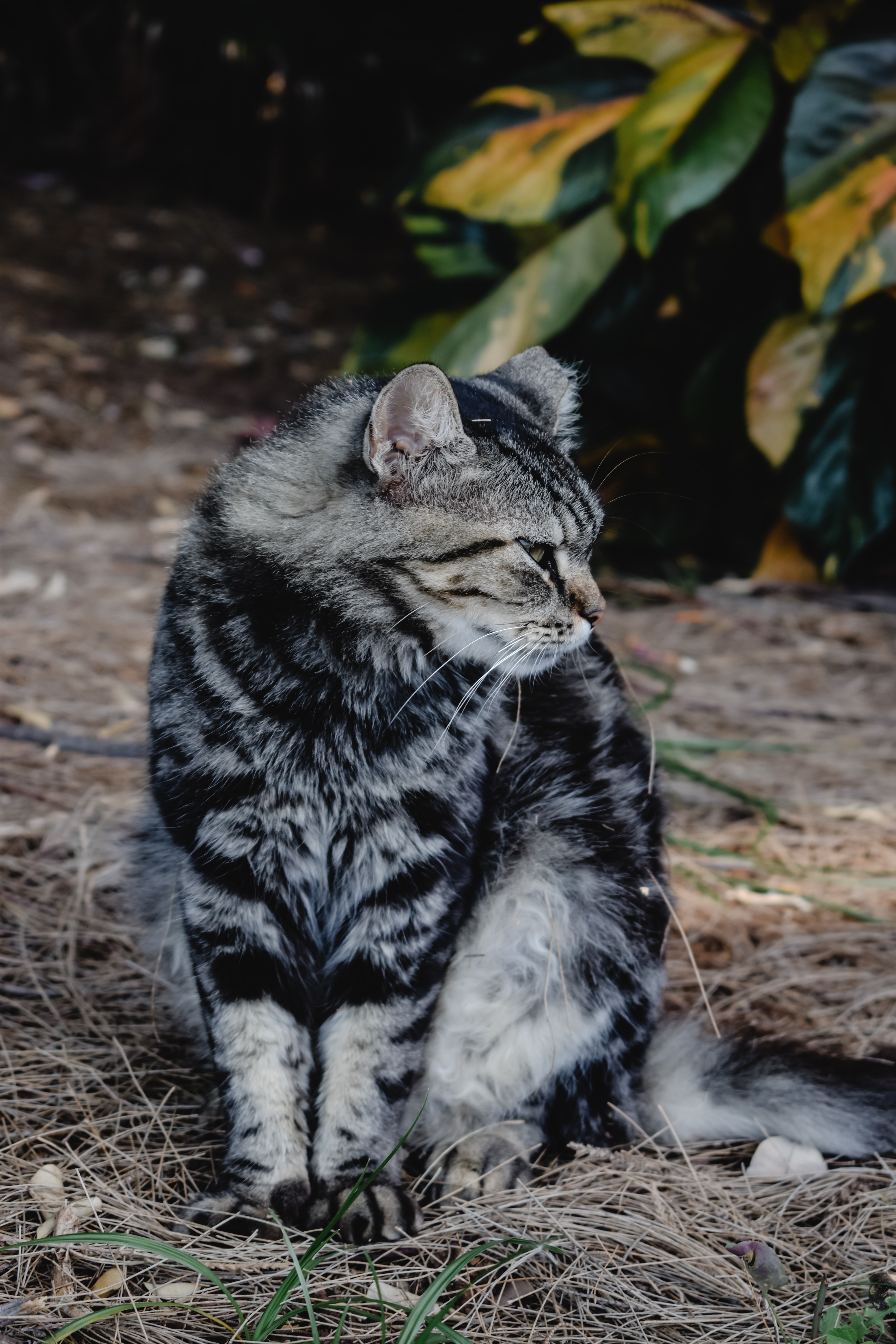 Detail Kucing Tabby Hitam Nomer 6