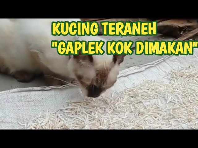 Detail Kucing Teraneh Nomer 23