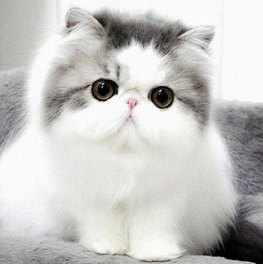 Detail Kucing Terimut Nomer 2