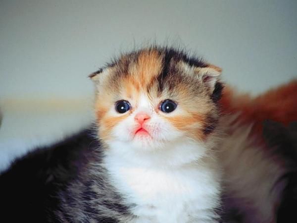 Detail Kucing Terimut Nomer 16