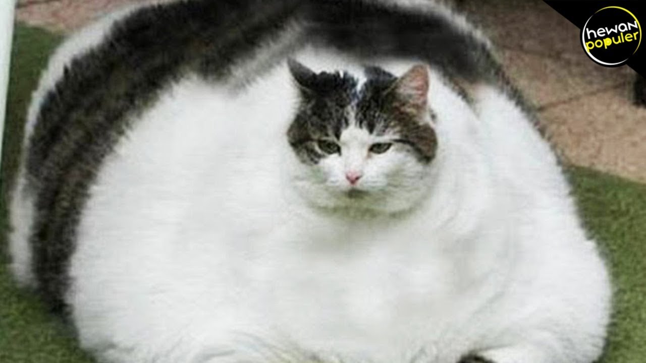 Detail Kucing Terimut Nomer 3