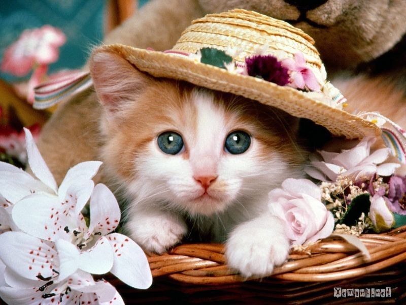 Detail Kucing Terimut Nomer 25