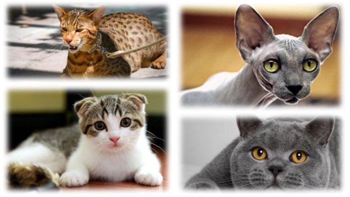 Detail Kucing Terimut Nomer 27