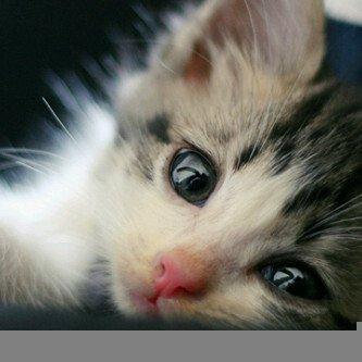 Detail Kucing Terimut Nomer 28