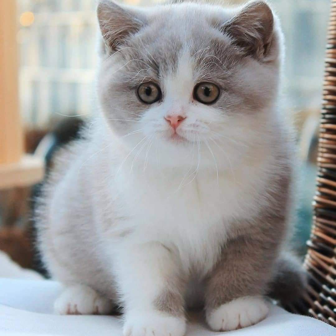 Detail Kucing Terimut Nomer 29