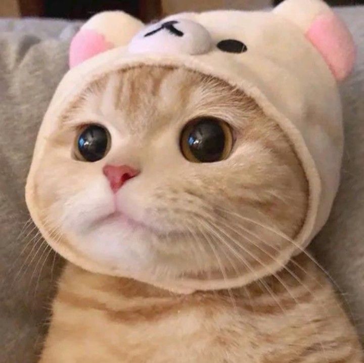 Detail Kucing Terimut Nomer 4