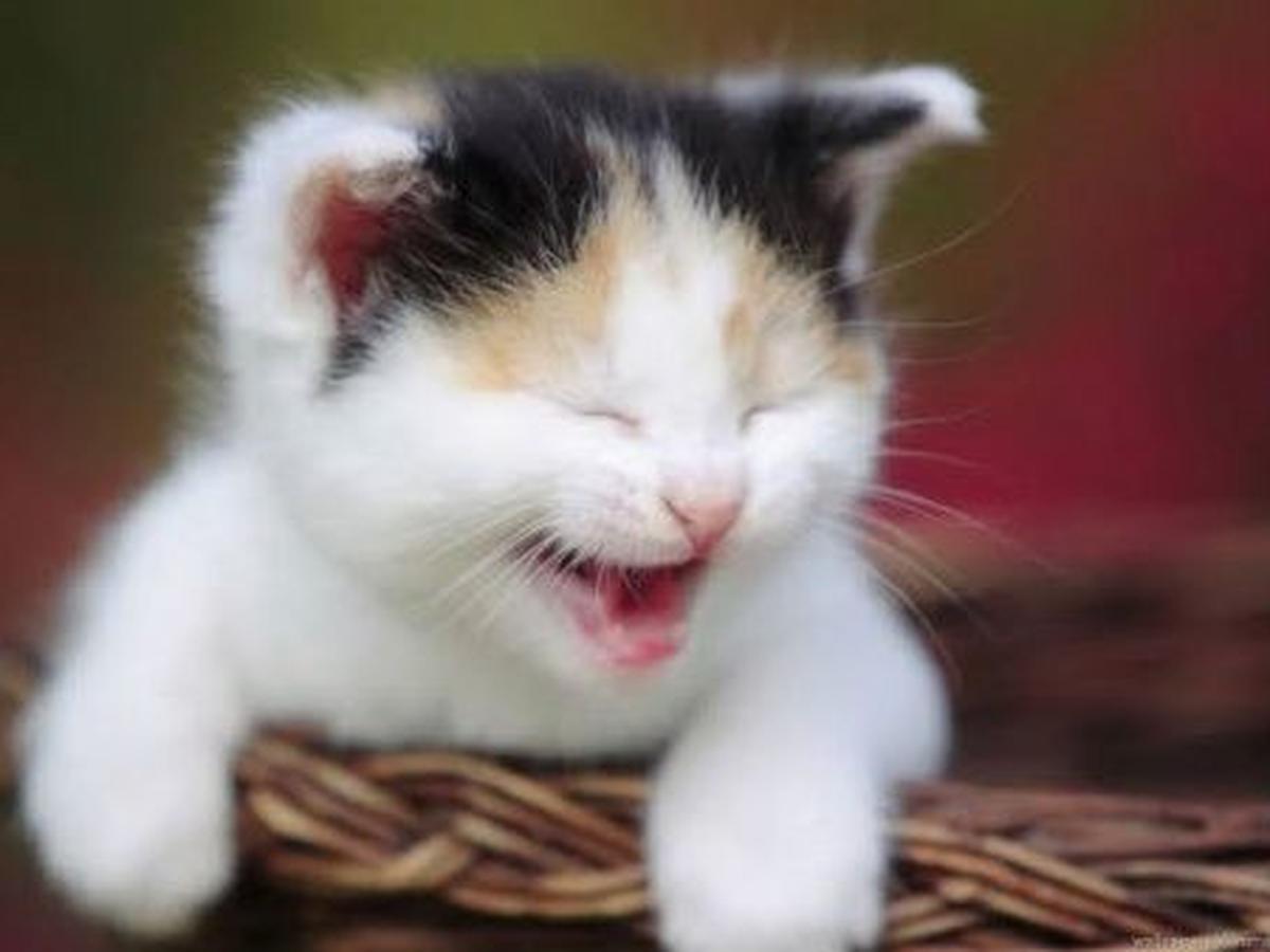 Detail Kucing Terimut Nomer 30