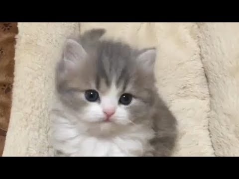 Detail Kucing Terimut Nomer 31