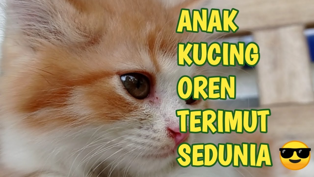 Detail Kucing Terimut Nomer 32