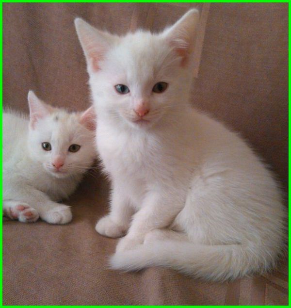 Detail Kucing Terimut Nomer 34