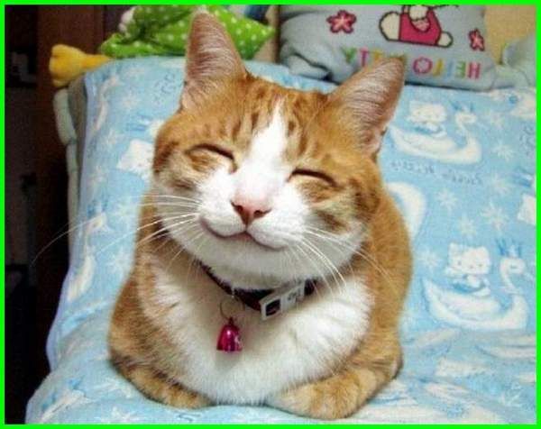 Detail Kucing Terimut Nomer 35