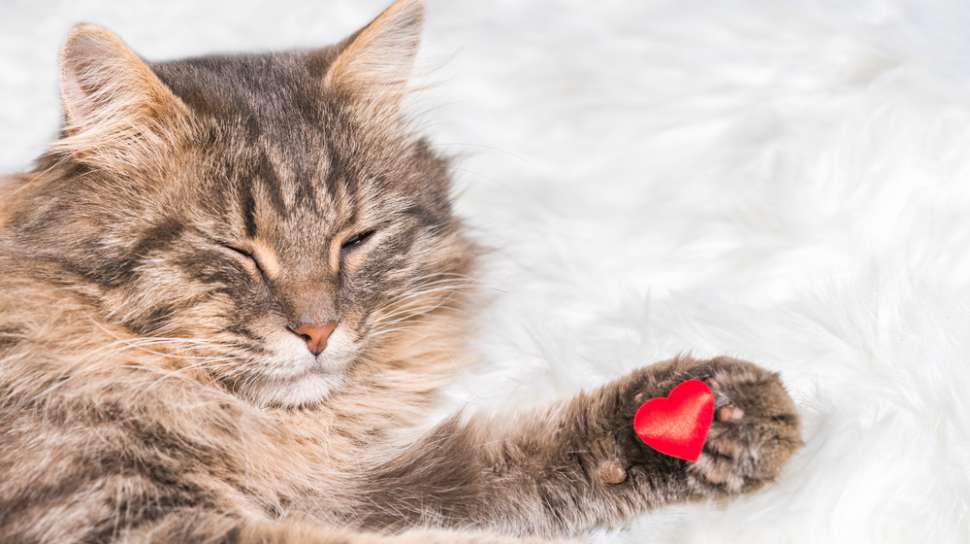 Detail Kucing Terimut Nomer 38