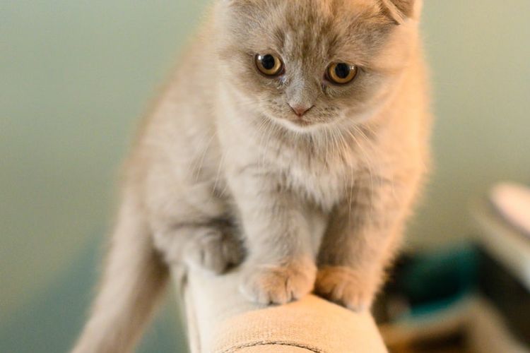 Detail Kucing Terimut Nomer 39