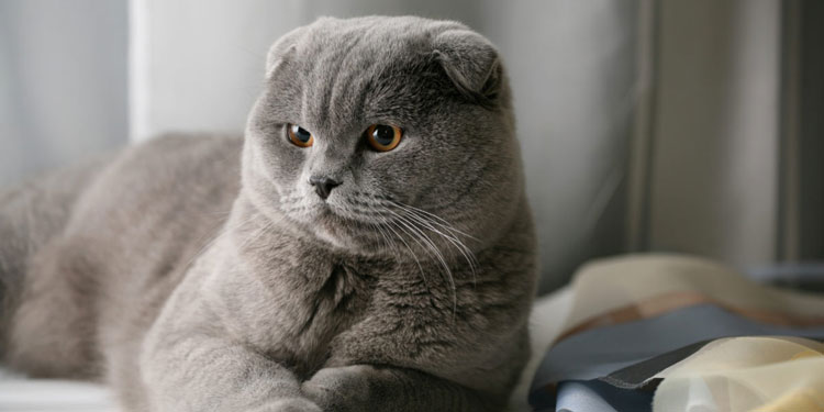 Detail Kucing Terimut Nomer 40