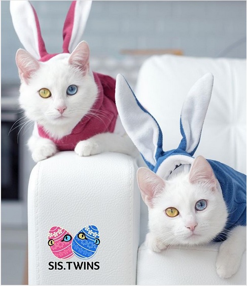 Detail Kucing Terimut Nomer 41