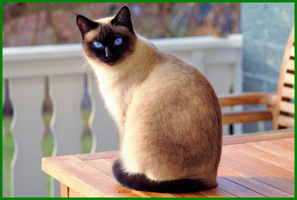 Detail Kucing Terimut Nomer 43