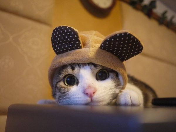 Detail Kucing Terimut Nomer 44