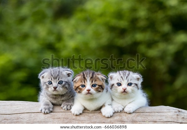 Detail Kucing Terimut Nomer 45