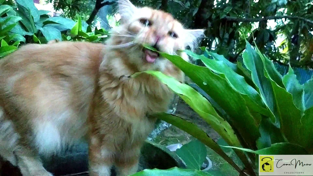 Detail Kucing Terimut Nomer 46