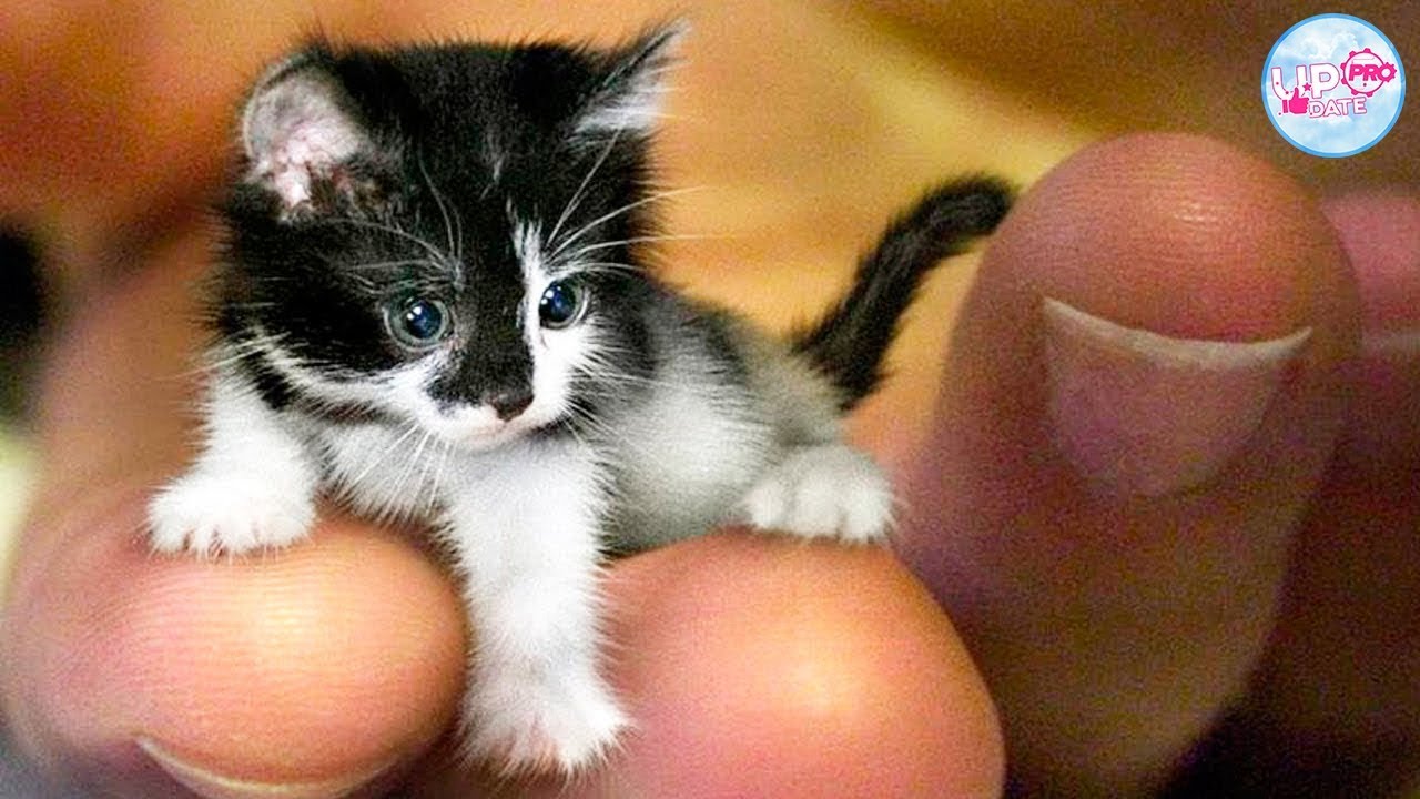 Detail Kucing Terimut Nomer 6