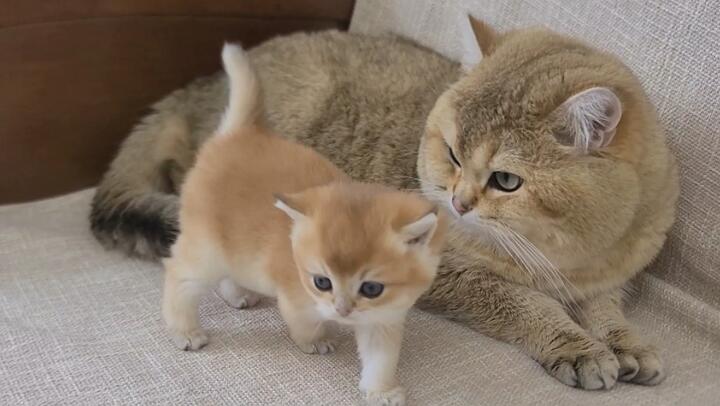 Detail Kucing Terimut Nomer 48