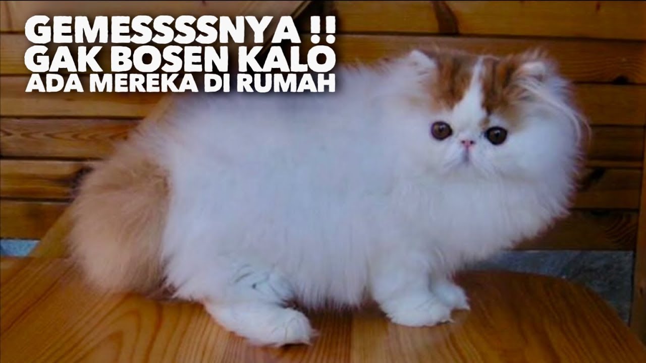 Detail Kucing Terimut Nomer 51