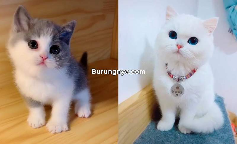 Detail Kucing Terimut Nomer 52