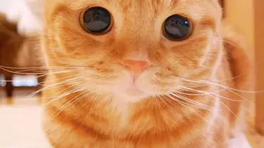 Detail Kucing Terimut Nomer 53