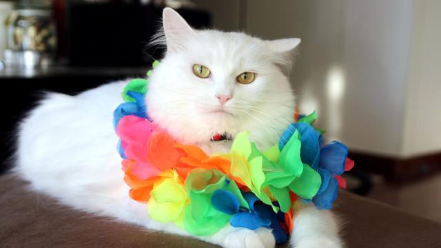 Detail Kucing Terimut Nomer 54
