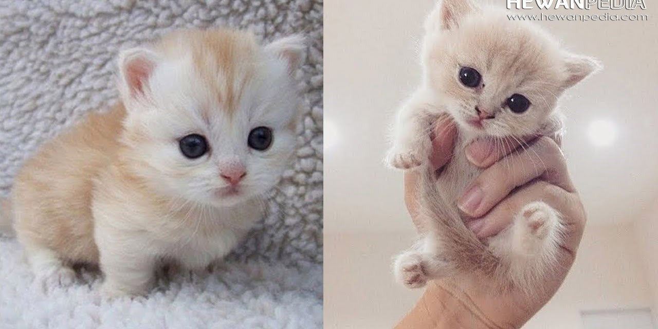Detail Kucing Terimut Nomer 56