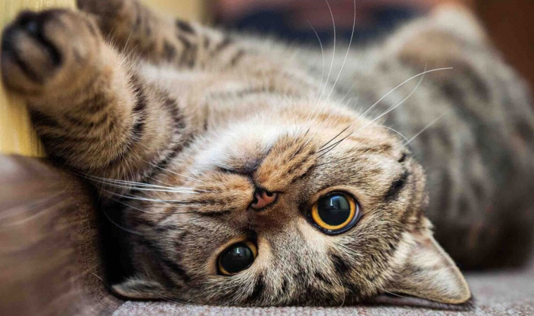 Detail Kucing Terimut Nomer 9