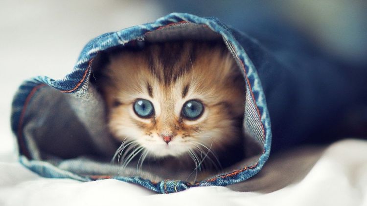 Detail Kucing Terimut Nomer 10