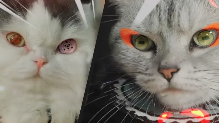 Detail Kucing Terkeren Nomer 35