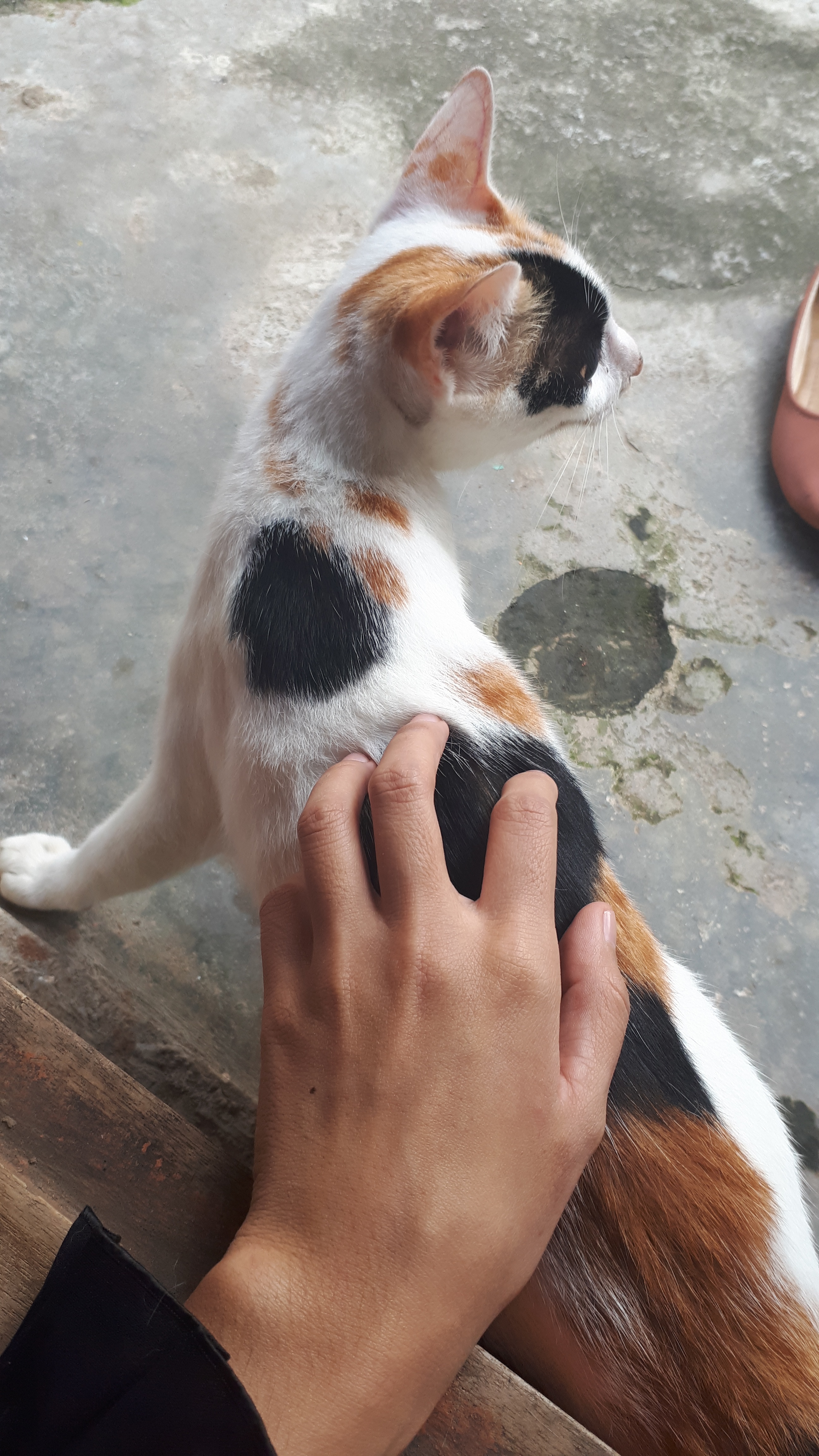 Detail Kucing Tiga Warna Laki Nomer 49