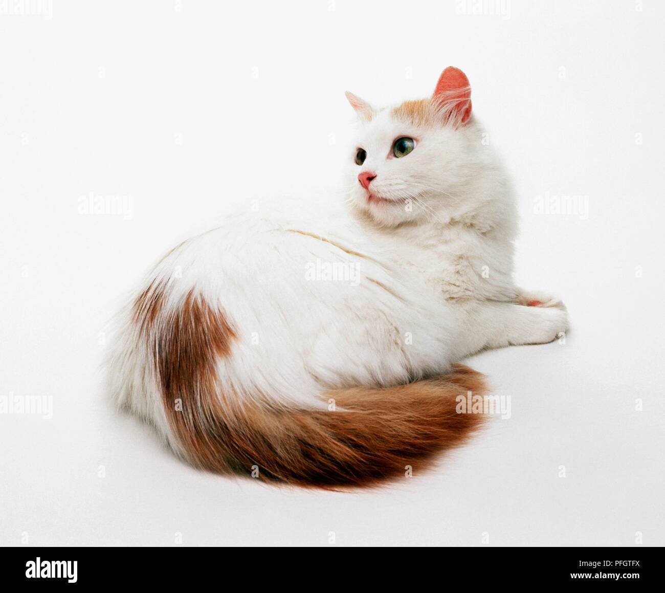 Detail Kucing Turkish Van Nomer 11