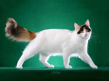 Detail Kucing Turkish Van Nomer 16