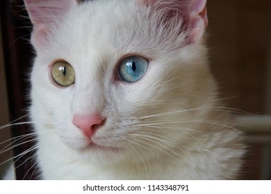 Detail Kucing Turkish Van Nomer 21