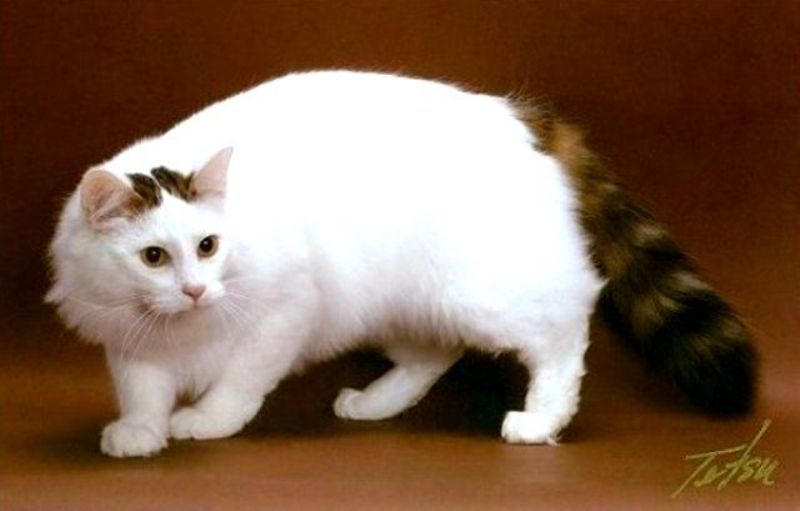 Detail Kucing Turkish Van Nomer 4