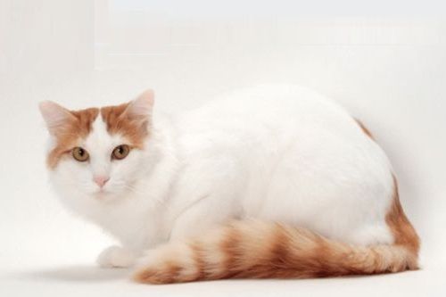 Detail Kucing Turkish Van Nomer 32